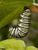 Starting Pupation
